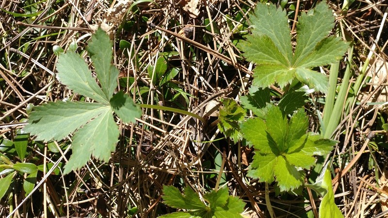 Maryland Sanicle photo 6