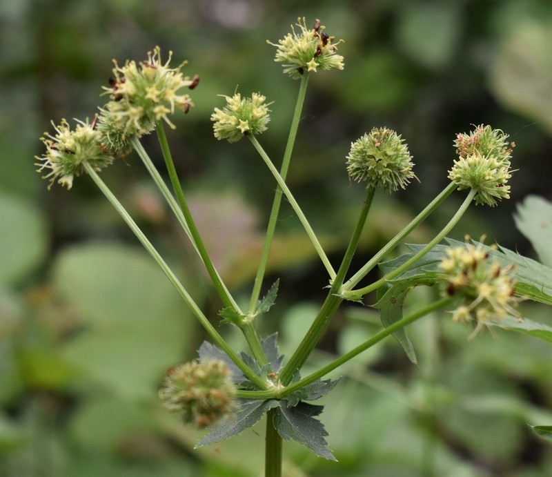Maryland Sanicle photo 7