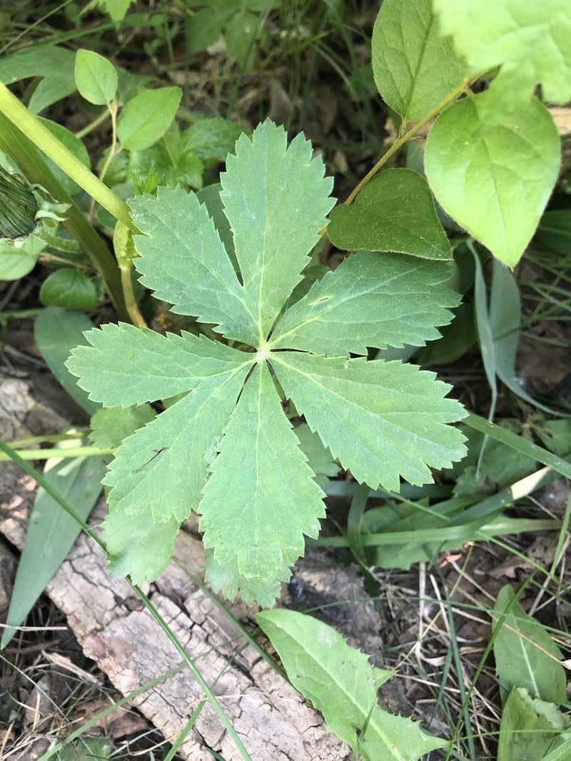 Maryland Sanicle photo 8
