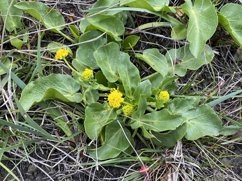 Adobe Snakeroot photo 2