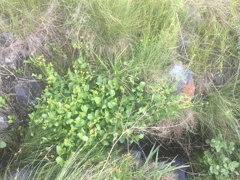 Adobe Snakeroot photo 3