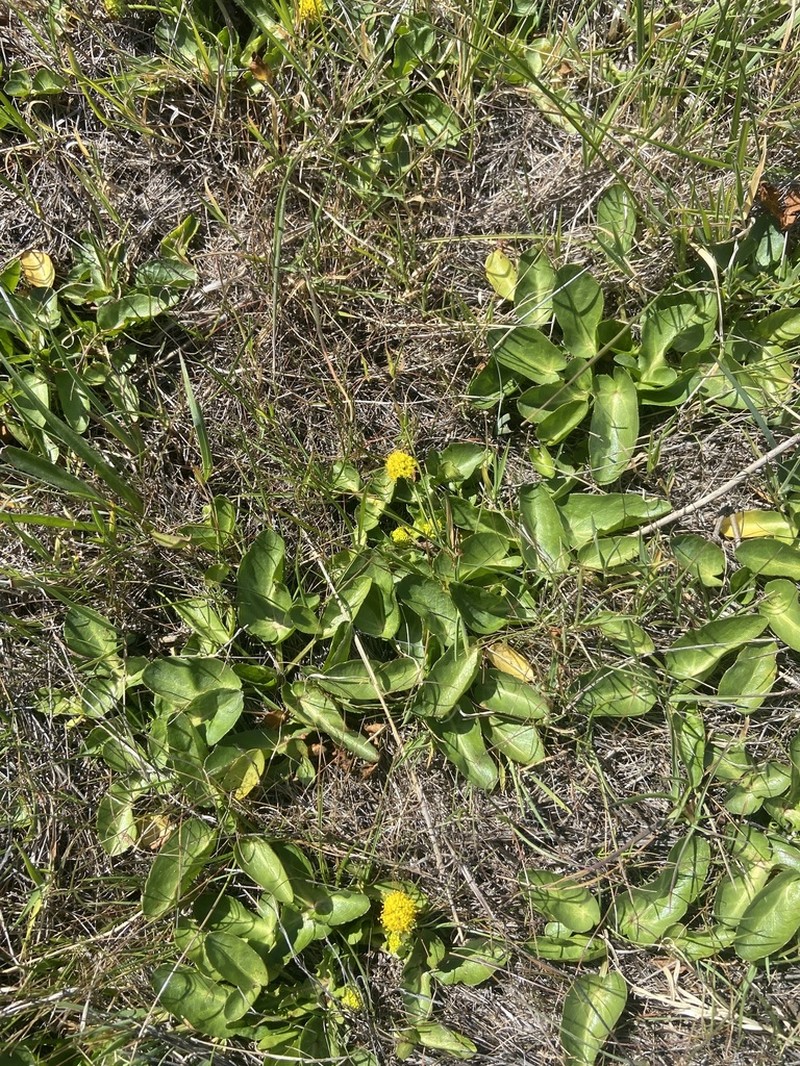 Adobe Snakeroot photo 4