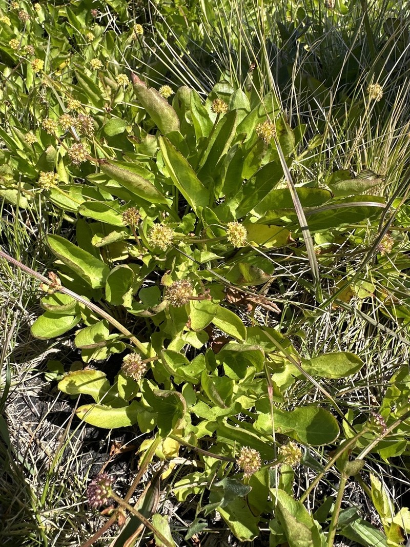 Adobe Snakeroot photo 5