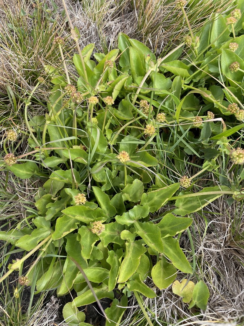 Adobe Snakeroot photo 6
