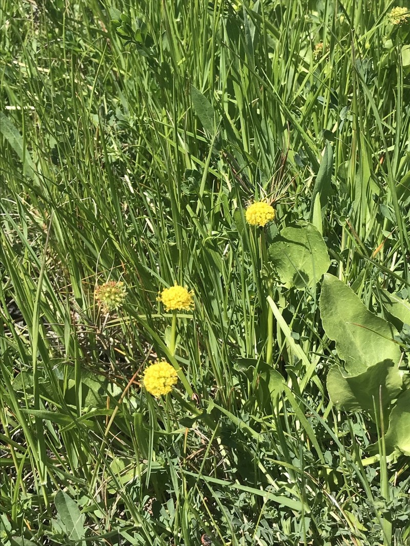 Adobe Snakeroot photo 7