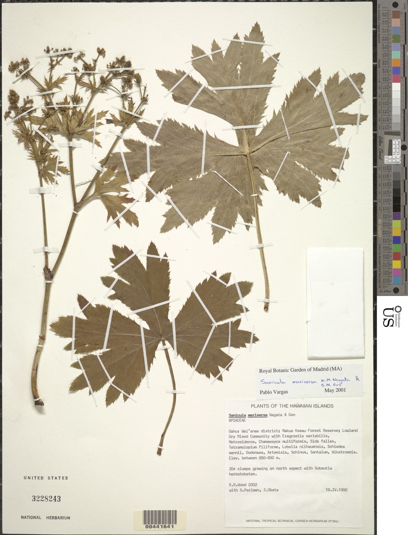 Waianae Range Blacksnakeroot