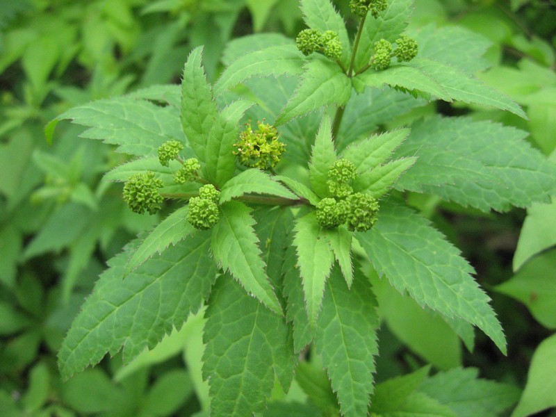Clustered Blacksnakeroot photo 2