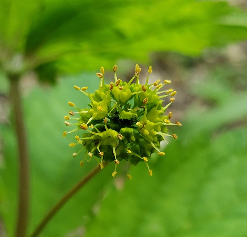 Clustered Blacksnakeroot photo 3
