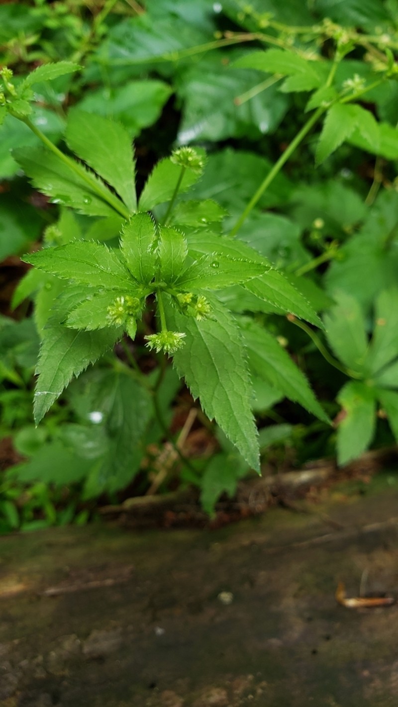 Clustered Blacksnakeroot photo 4