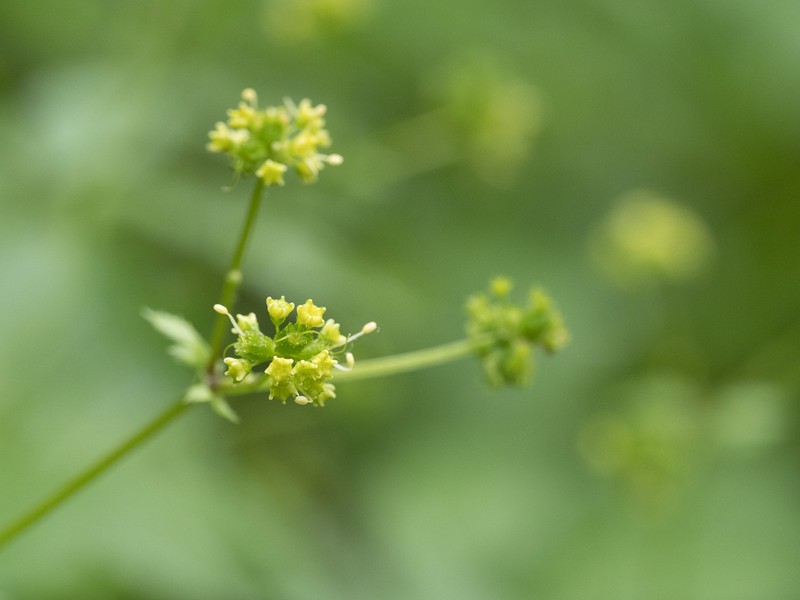 Clustered Blacksnakeroot photo 6