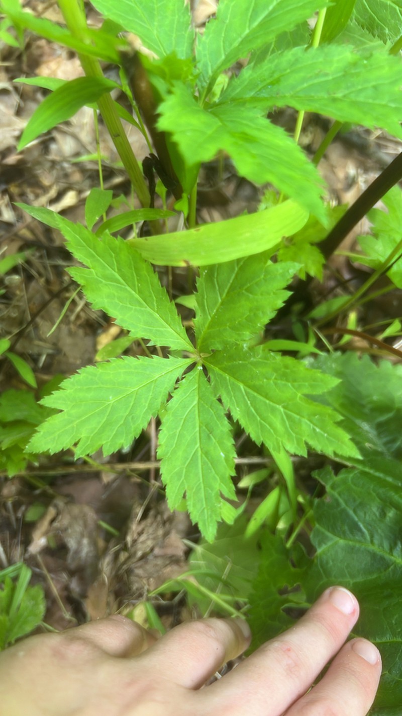 Clustered Blacksnakeroot photo 7