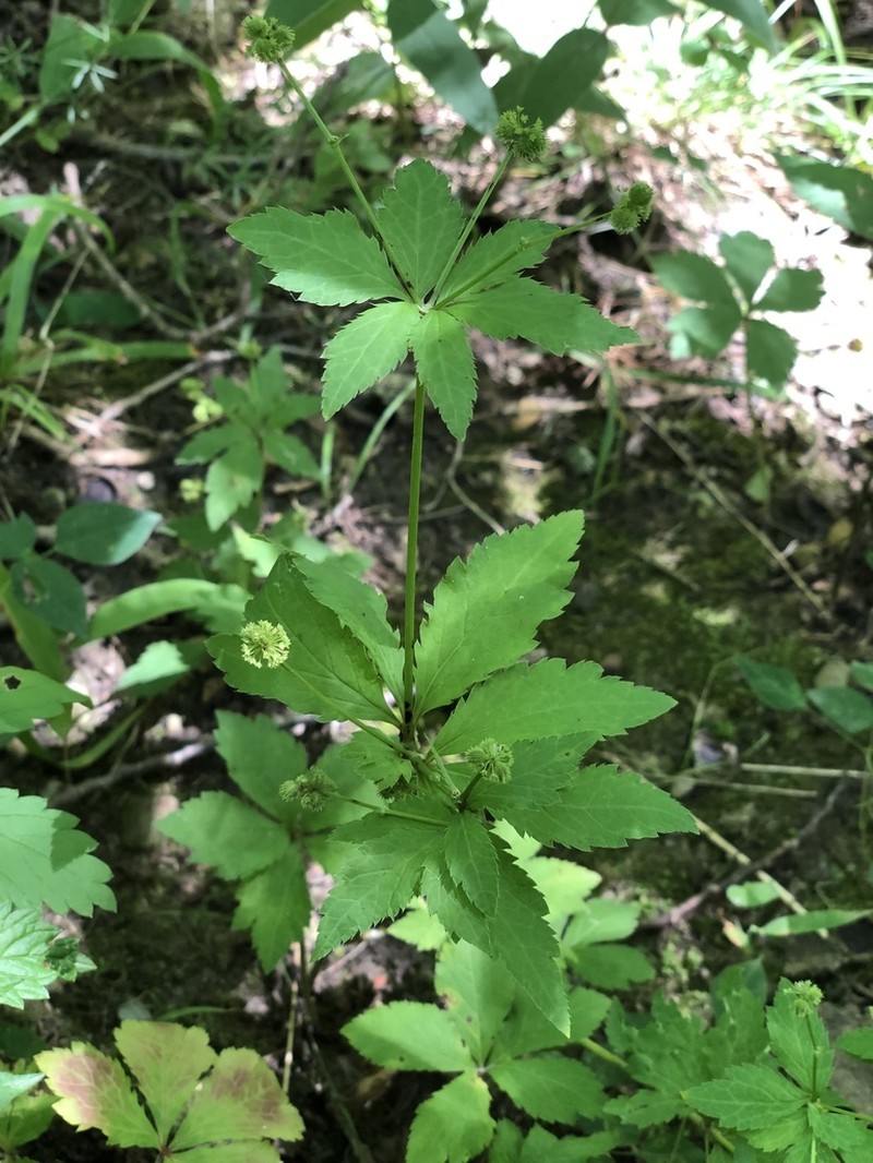 Clustered Blacksnakeroot photo 8