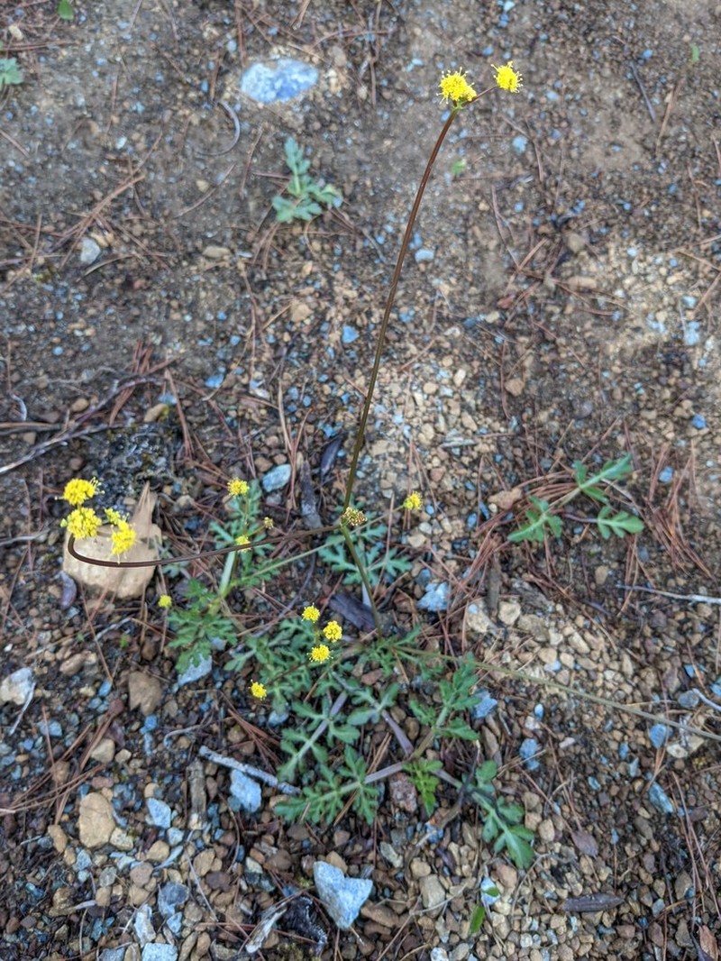 Peck'S Blacksnakeroot photo 2