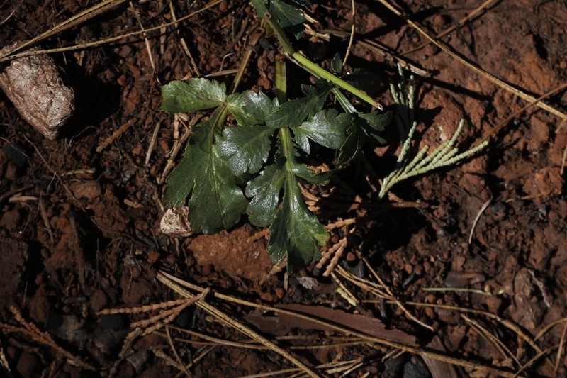 Peck'S Blacksnakeroot photo 3