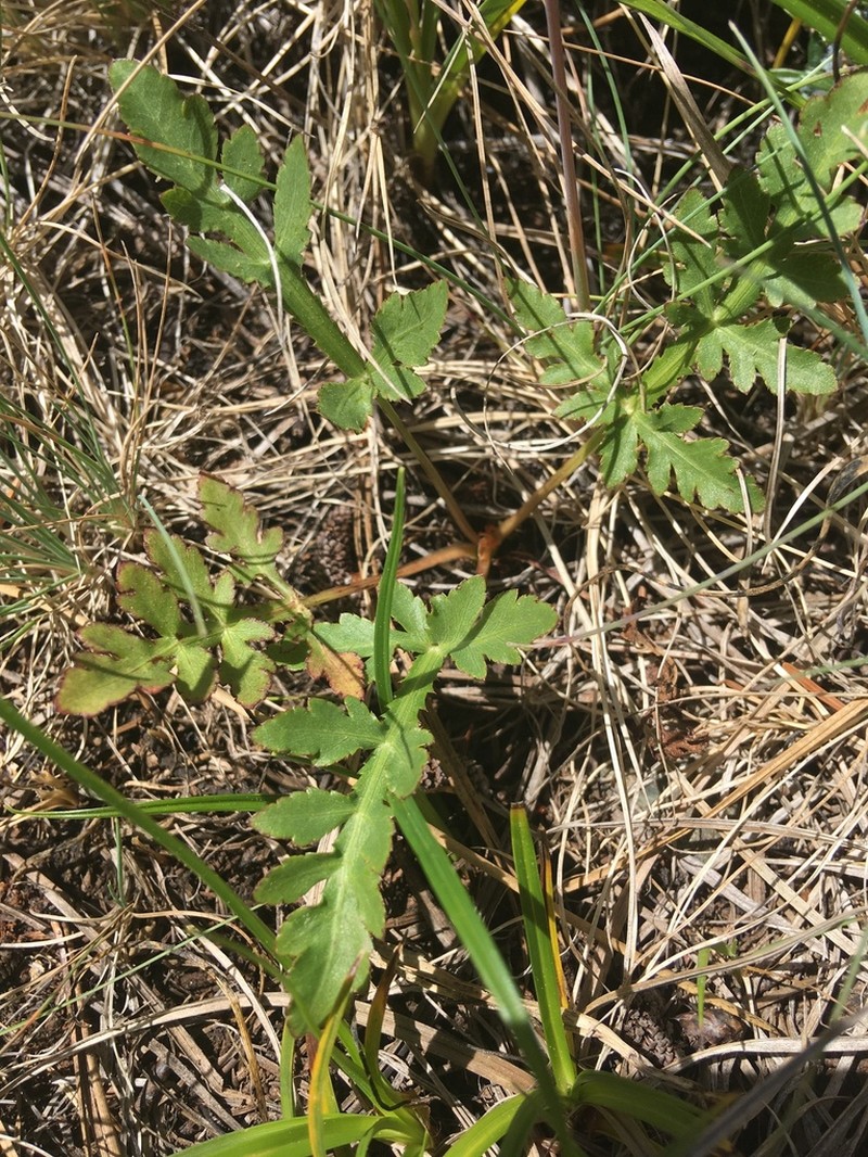 Peck'S Blacksnakeroot photo 4