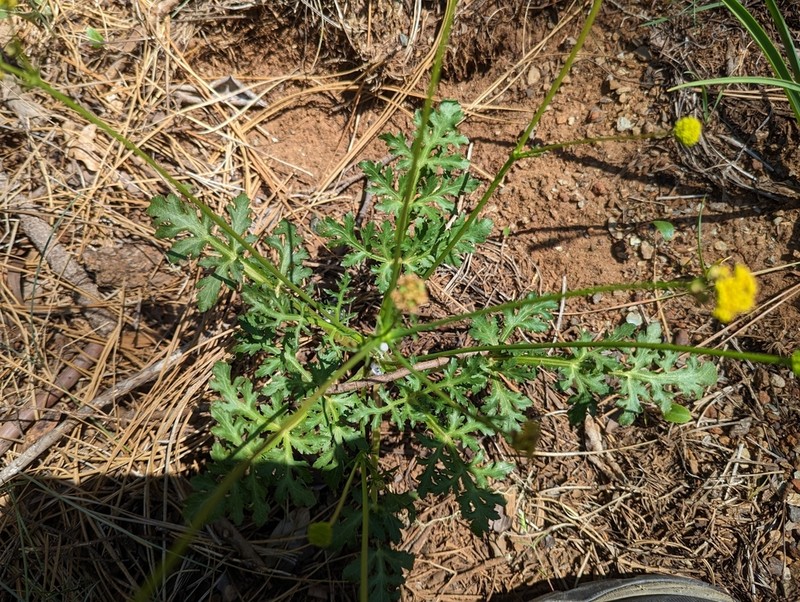 Peck'S Blacksnakeroot photo 5