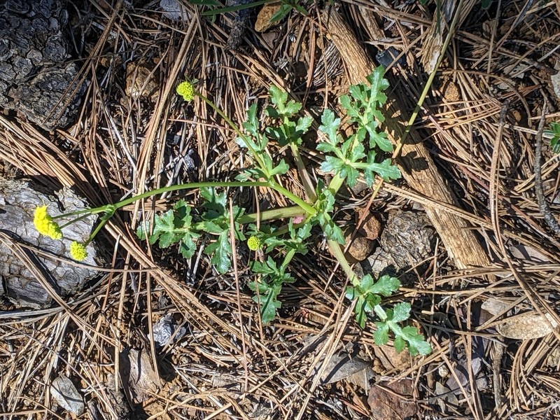 Peck'S Blacksnakeroot photo 7