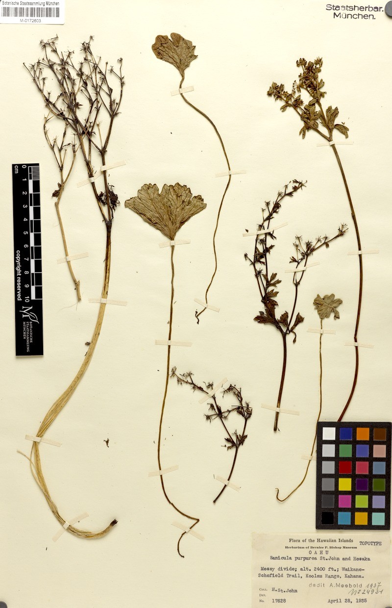 Purpleflower Blacksnakeroot