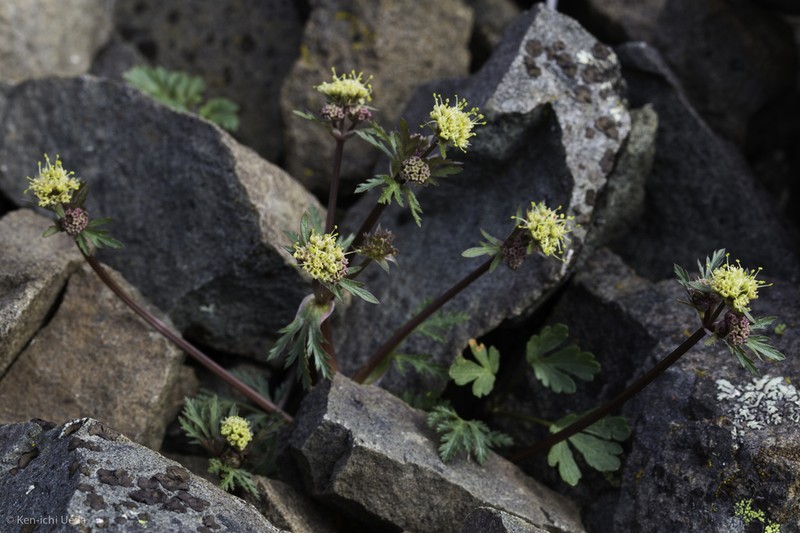 Devil's Blacksnakeroot