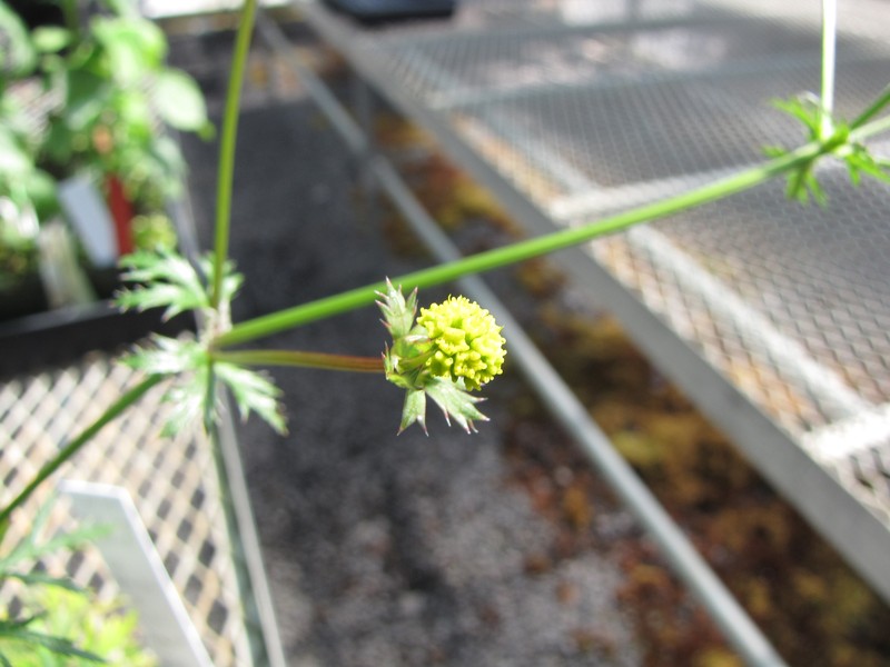 Hawai'I Blacksnakeroot photo 2