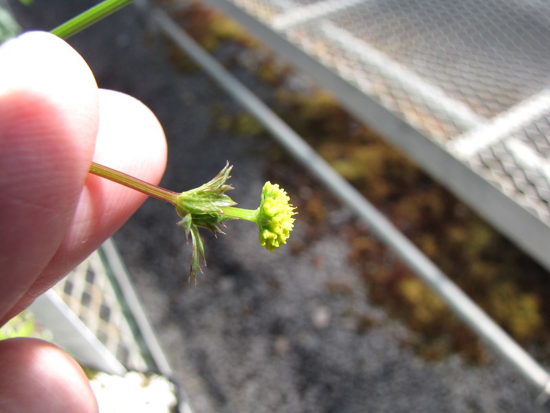 Hawai'I Blacksnakeroot photo 3