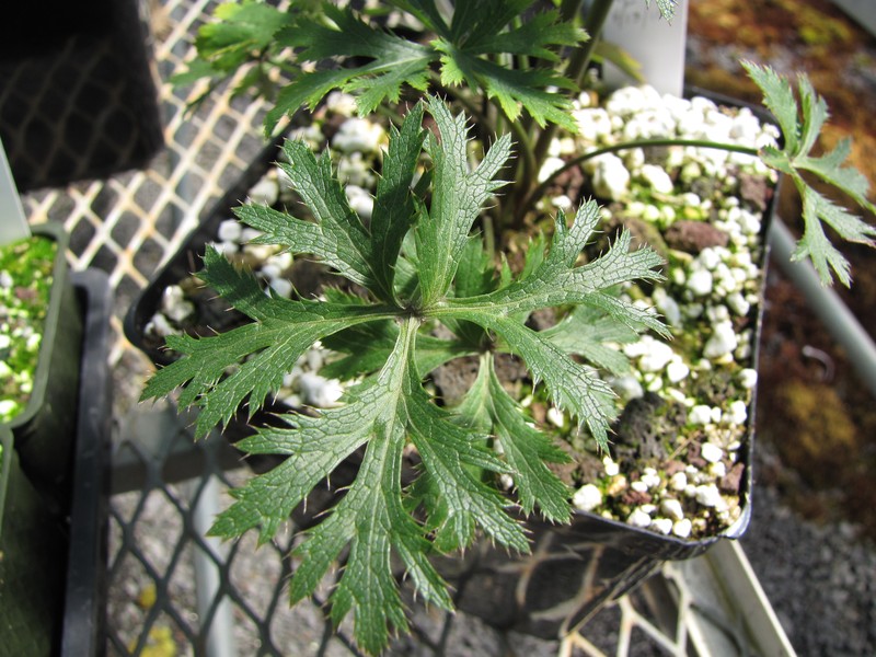 Hawai'I Blacksnakeroot photo 4