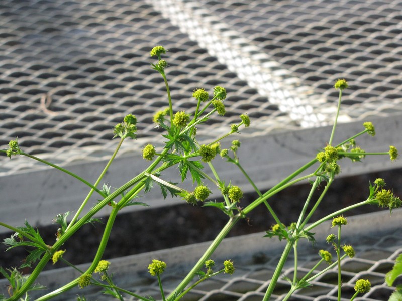 Hawai'I Blacksnakeroot photo 5