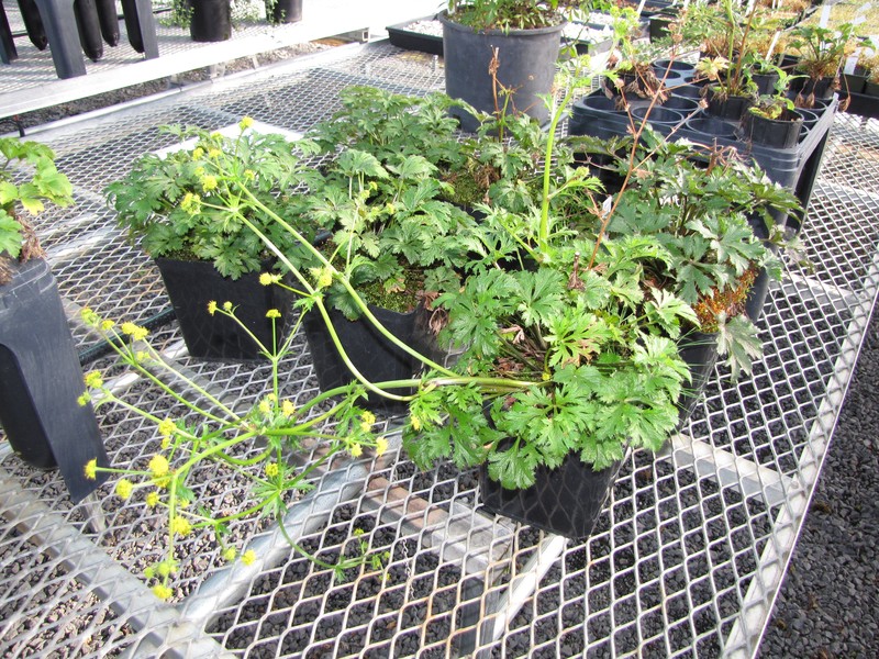 Hawai'I Blacksnakeroot photo 6