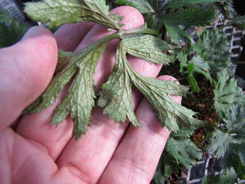 Hawai'I Blacksnakeroot
