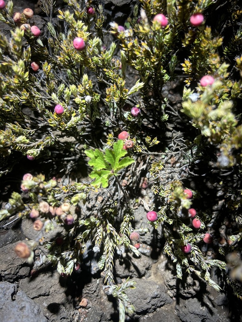 Hawai'I Blacksnakeroot
