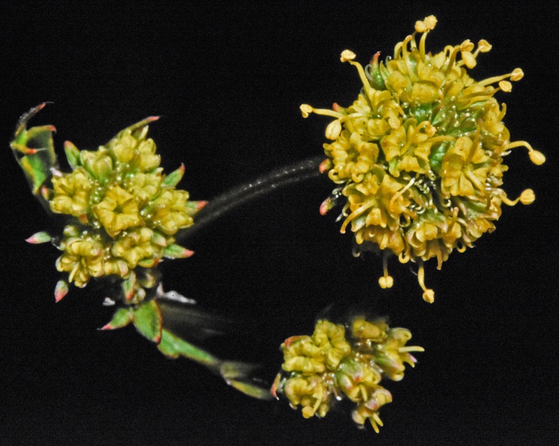 Hawai'I Blacksnakeroot photo 2