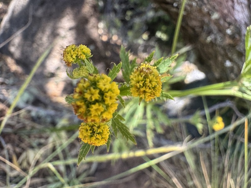Hawai'I Blacksnakeroot photo 3