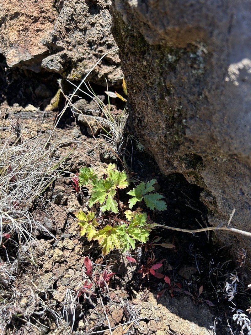 Hawai'I Blacksnakeroot photo 4