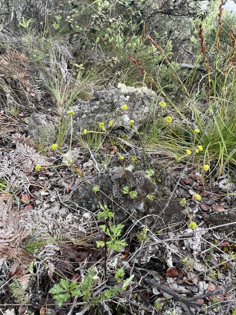 Hawai'I Blacksnakeroot photo 5