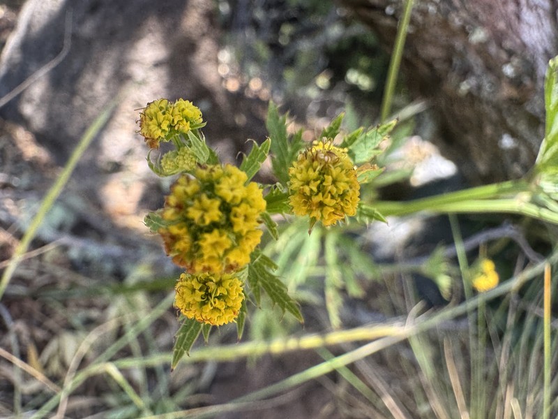 Hawai'I Blacksnakeroot photo 6