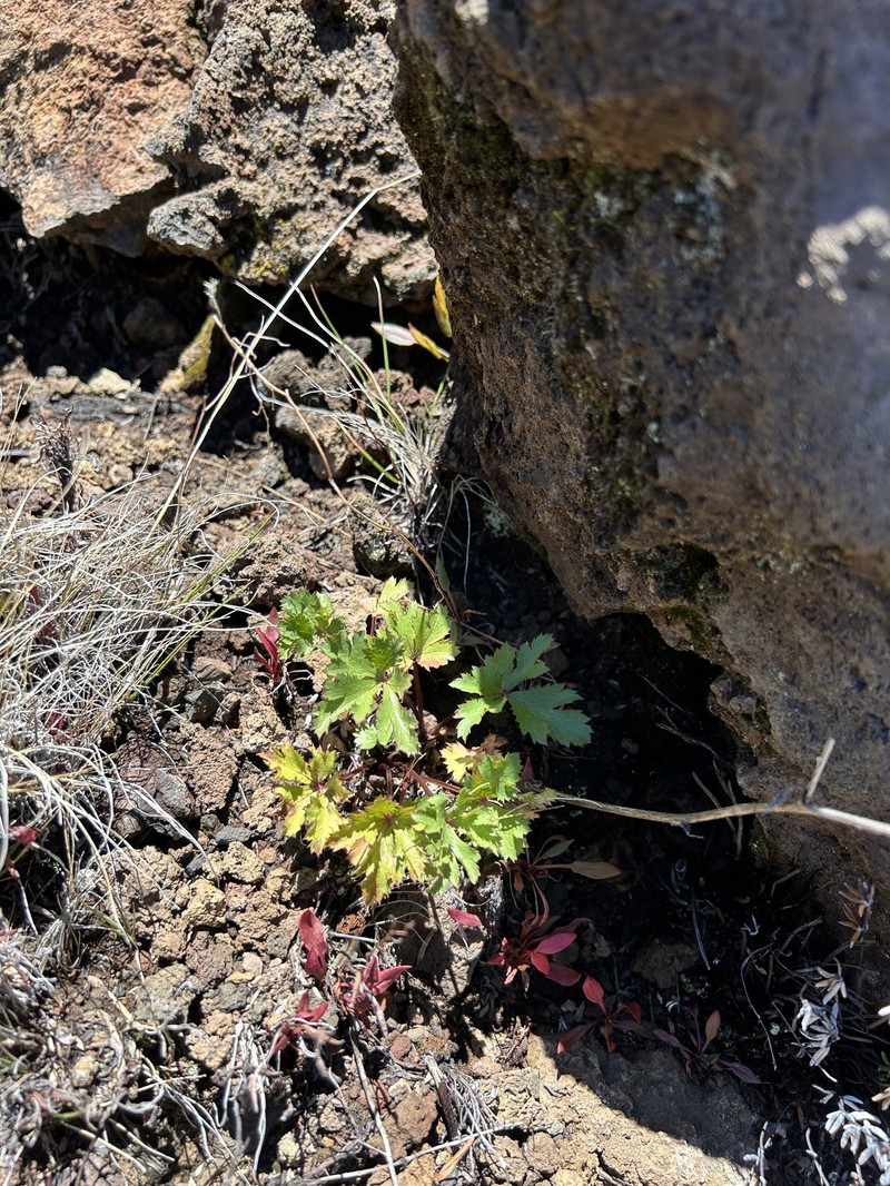 Hawai'I Blacksnakeroot photo 7