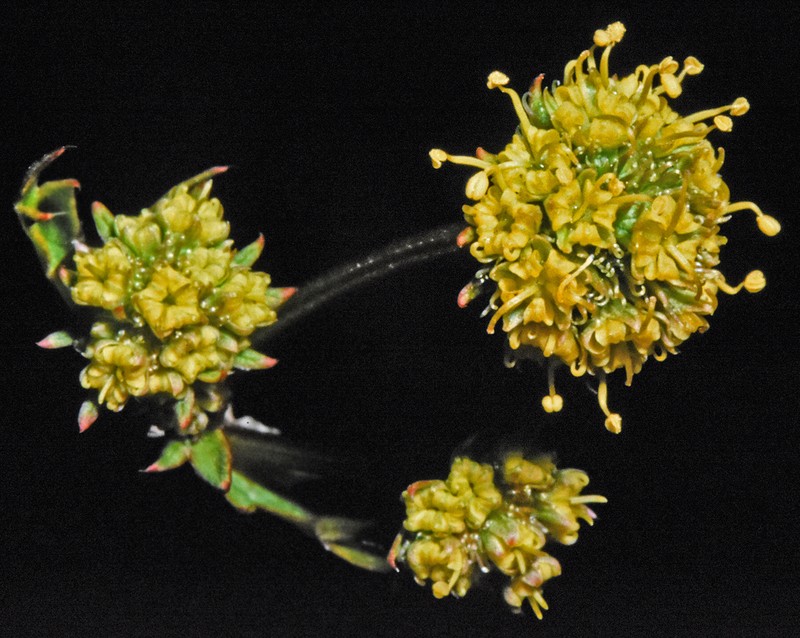 Hawai'I Blacksnakeroot photo 8