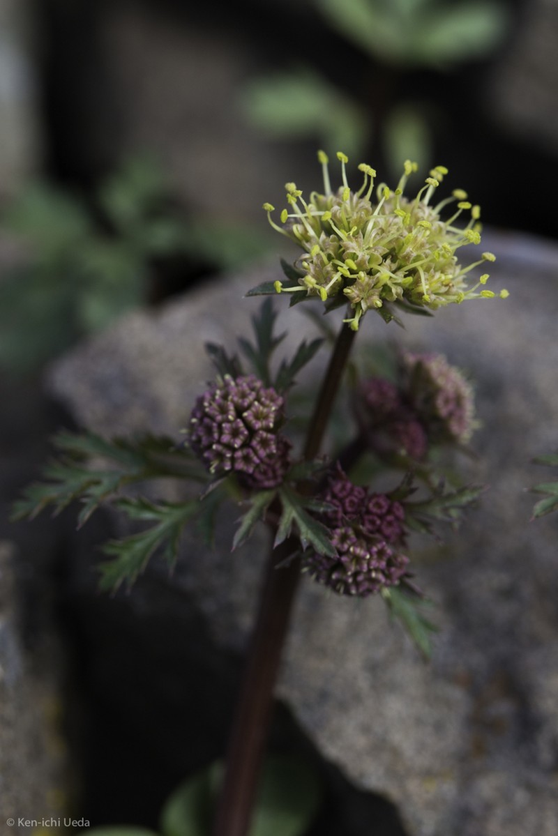 Devil's Blacksnakeroot photo 3