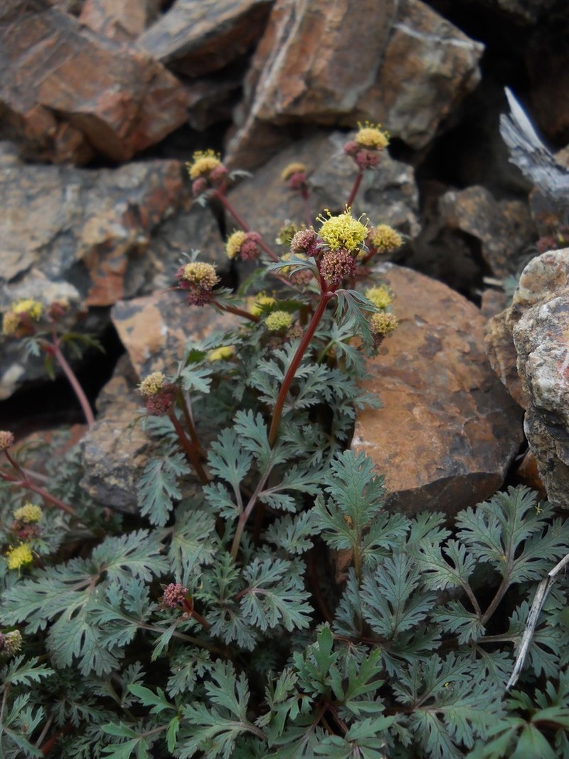 Devil's Blacksnakeroot photo 4