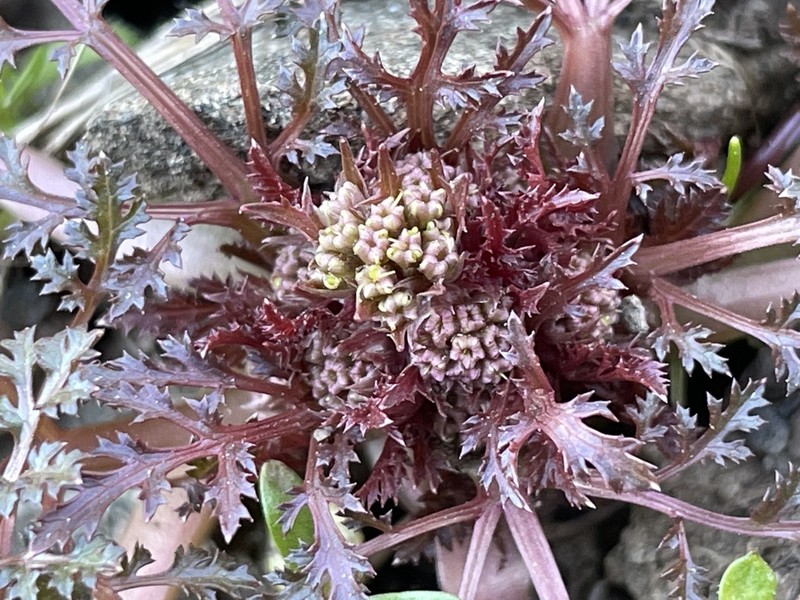 Devil's Blacksnakeroot photo 5