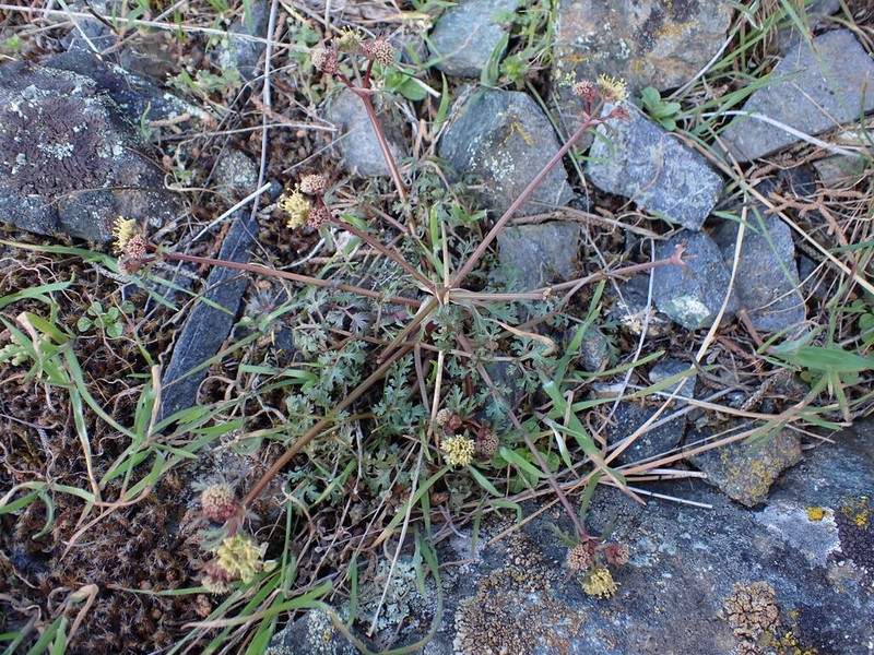 Devil's Blacksnakeroot photo 6