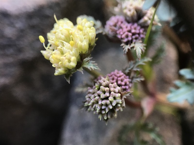 Devil's Blacksnakeroot photo 8
