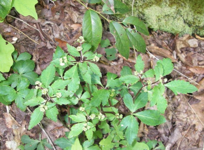 Small's Blacksnakeroot