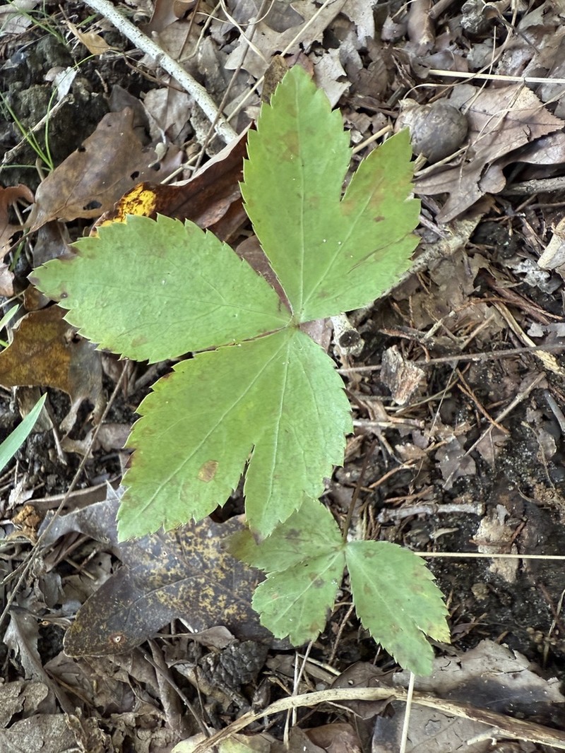 Small's Blacksnakeroot photo 2