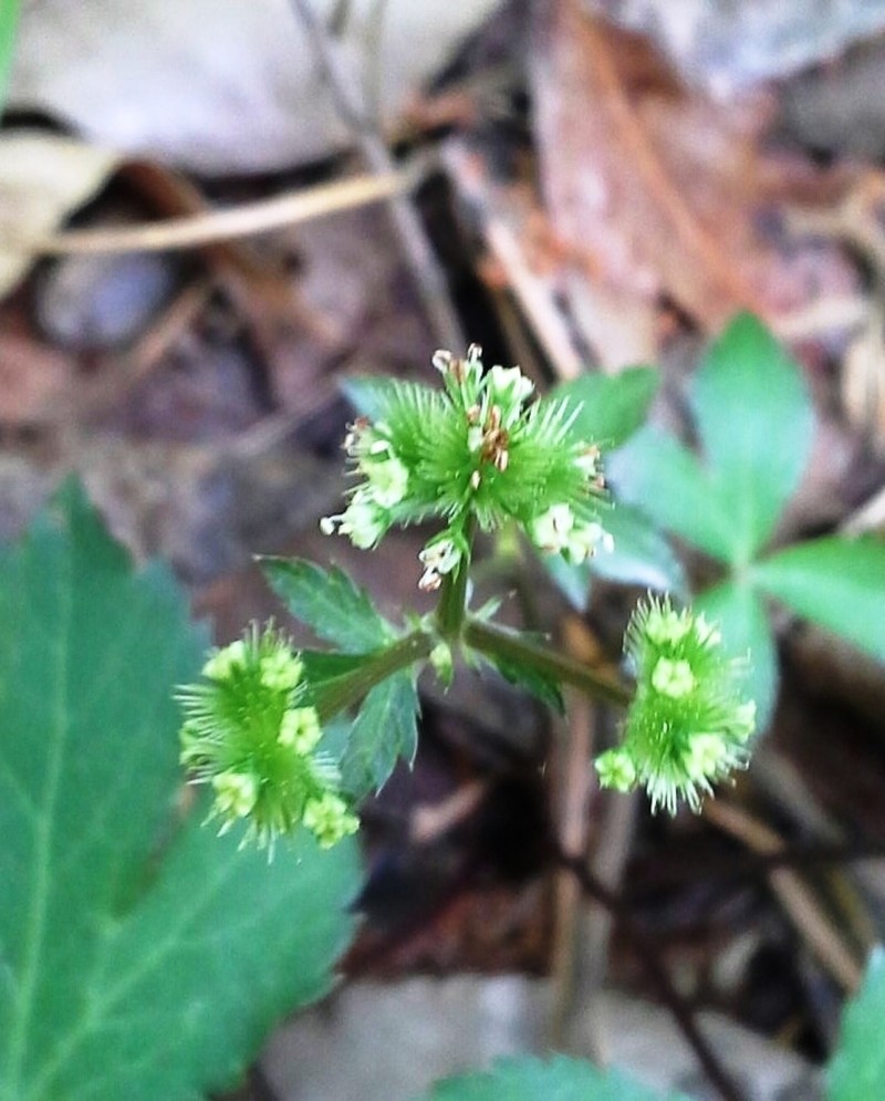Small's Blacksnakeroot photo 3