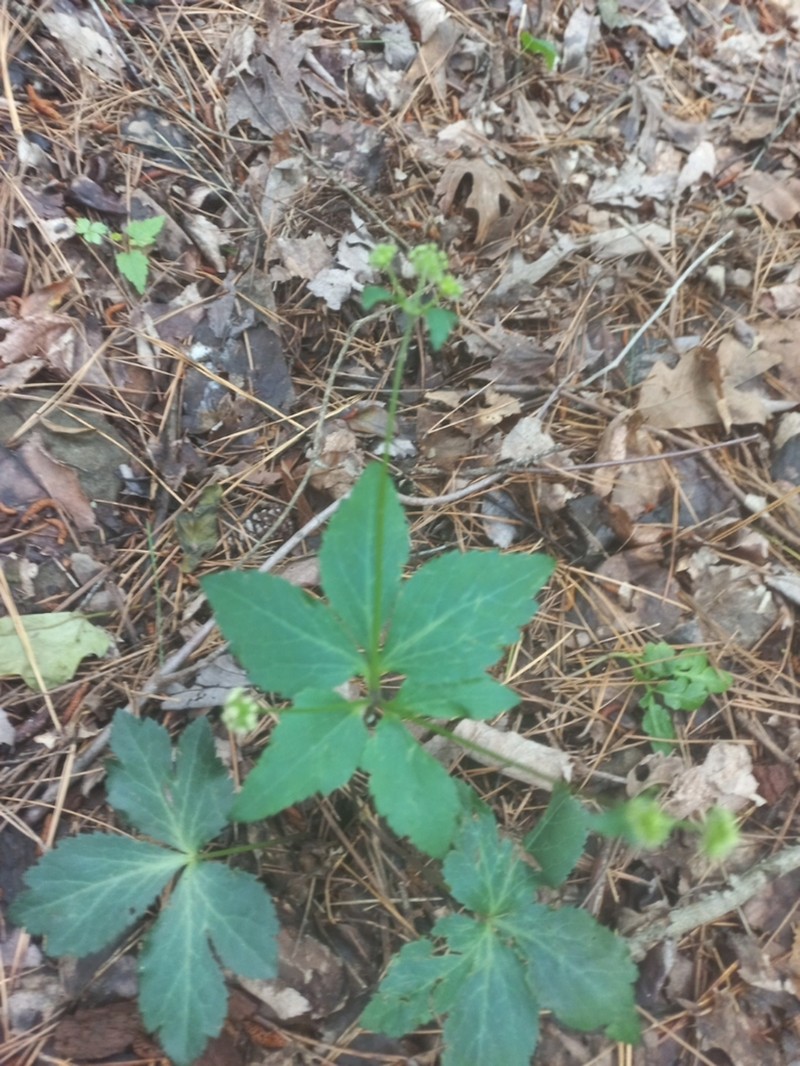 Small's Blacksnakeroot photo 4