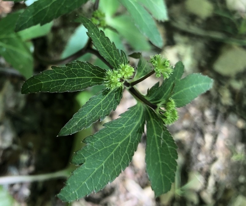 Small's Blacksnakeroot photo 5