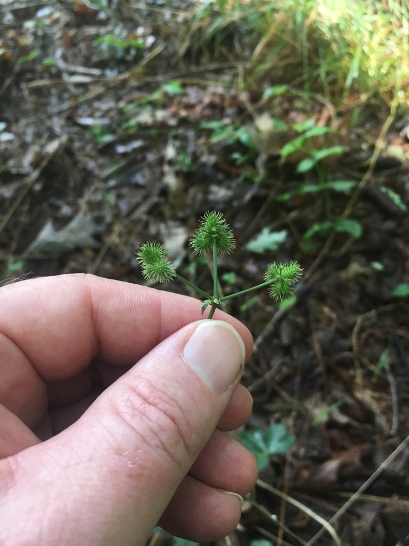 Small's Blacksnakeroot photo 6