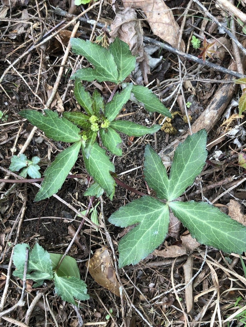 Small's Blacksnakeroot photo 7