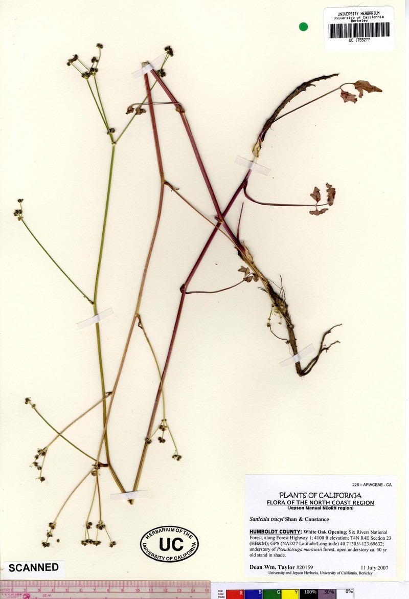 Tracy's Blacksnakeroot